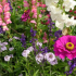 Letní květiny na zahradu - jak vybrat rostliny, aby kvetly celé léto